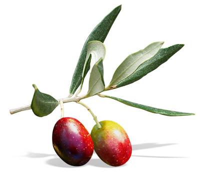 Agribio Trotta - olive su ramoscello