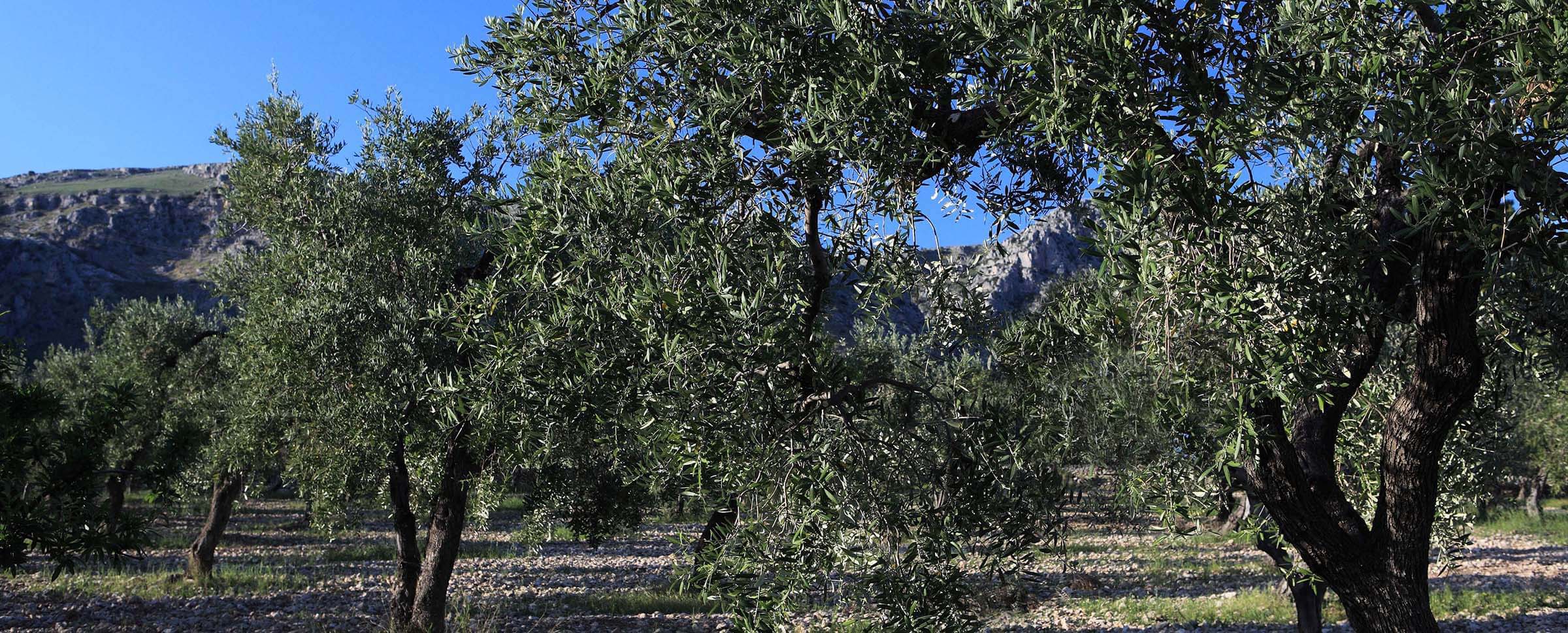 Agribio Trotta - oliveti al tramonto sul Gargano